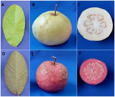 A high-density linkage map construction in guava (Psidium guajava L.) using genotyping by sequencing and identification of QTLs for leaf, peel, and pulp color in an intervarietal mapping population